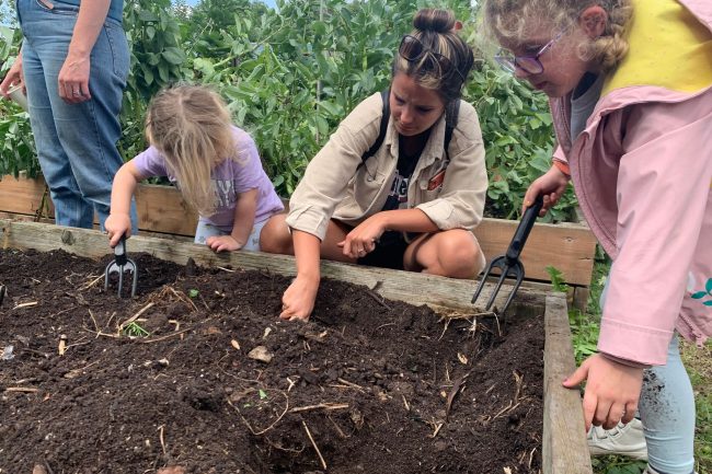 Adult and child digging potatoes out of the ground.