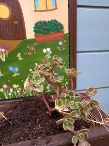 A stonecrop plant in a window box planter