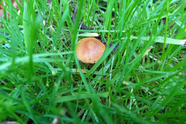 A small mushroom cap pokes out from between blades of grass.