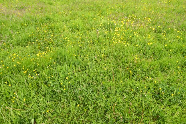 Grass that has been allowed to grow long and has many flowers scattered through it.